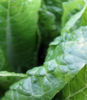 Iron Supplementation