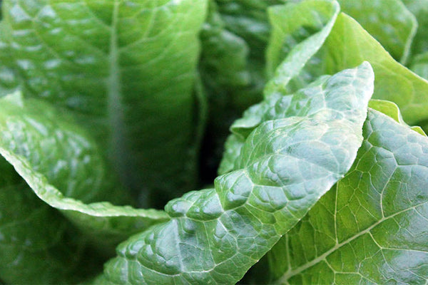 Iron Supplementation